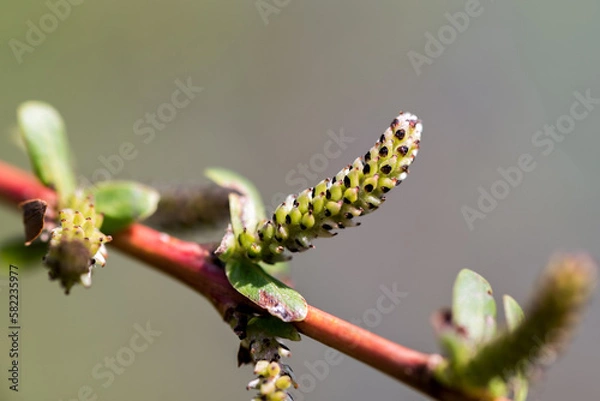 Fototapeta New Spring Growth