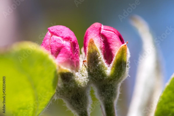 Fototapeta Flower Bud