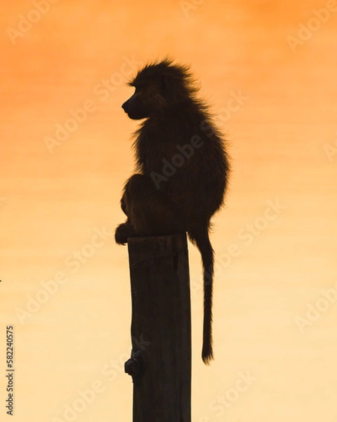 Obraz Monkey enjoying the sunset
