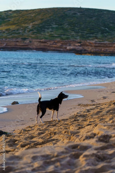 Obraz A black and white dog with a shepherd-like appearance enjoying the beach with waves, sand, and a green mountain in the background