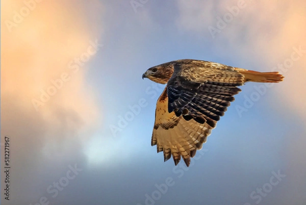 Obraz A Red-tailed Hawk (Buteo jamaicensis) in flight.