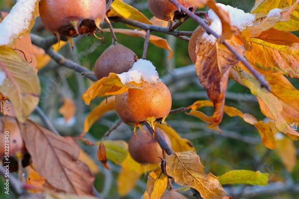 Fototapeta Mispel am Baum mit Schnee - many common medlar on tree with snow