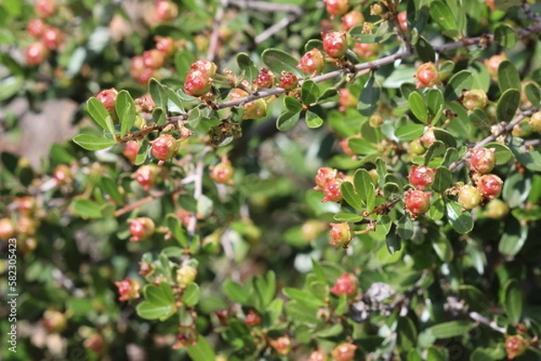 Fototapeta In the Santa Monica Mountains, Ceanothus Megacarpus Variety Megacarpus often begins to fruit in late Winter. When mature in mid Summer, these capsules burst and scatter their next generation of seeds.