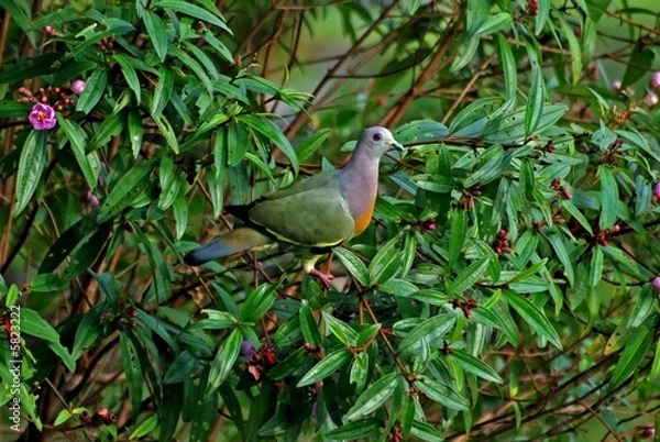 Fototapeta thick-billed pigeon in the bushes