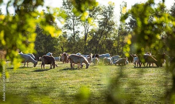 Obraz rebaño de chivos pastando en campos verdes 