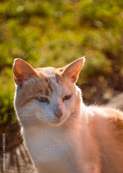 Obraz gato mirando curioso con fondo verde desenfocado 