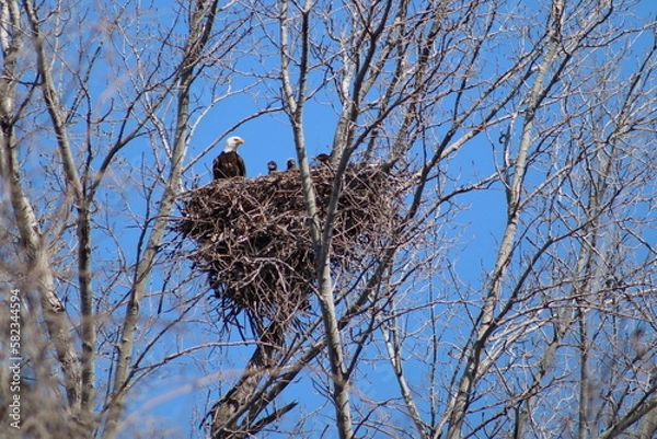 Obraz bald eagle in nest with three eaglets