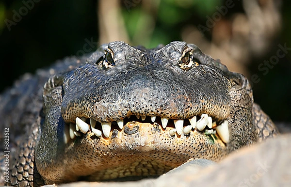 Obraz Alligator Face