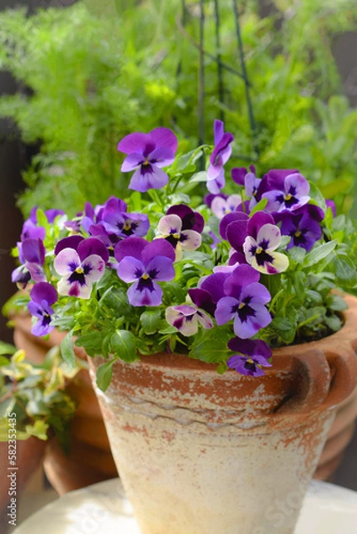 Obraz 庭の鉢植えのブルーのパンジー、庭のビオラの鉢植え