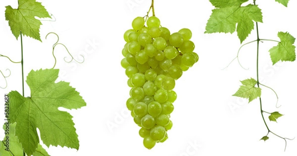 Fototapeta backdrop of grapes and vine-leaves isolated 
