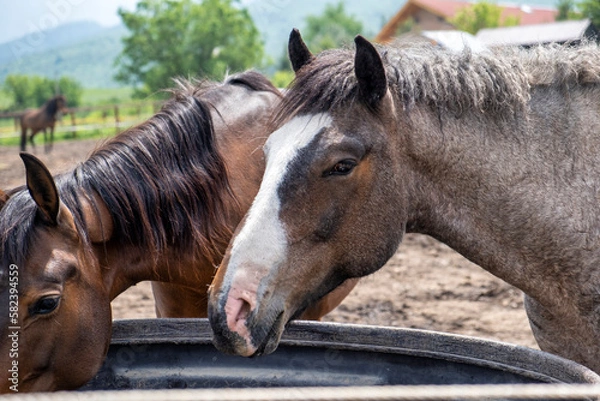 Fototapeta portrait of a horses