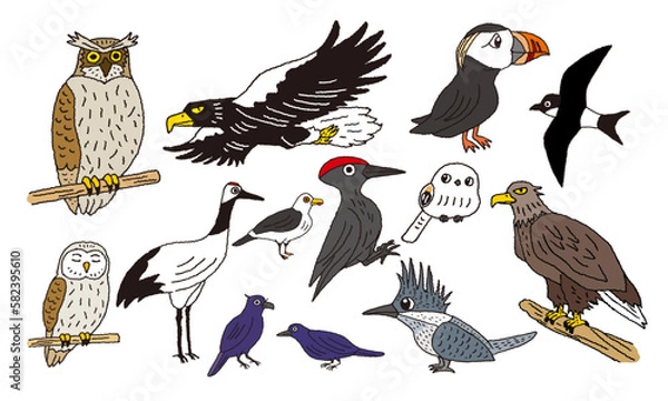 Fototapeta 北海道にいる鳥たちのおもしろい手描きイラスト