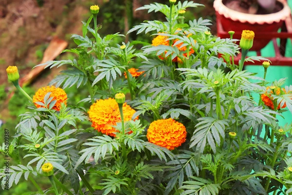 Fototapeta Orange marigold flowers are bright and vibrant with a distinctive aroma that is often described as spicy or pungent. These hardy annual plants are easy to grow and are often used for borders.