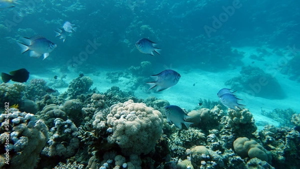 Obraz Colorful tropical fish on a coral reef, amazingly beautiful fairy world. In the coral gardens of the Red Sea.

