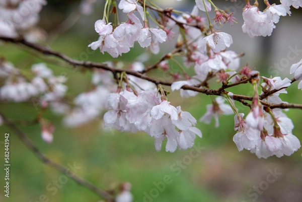 Obraz 満開の桜の花