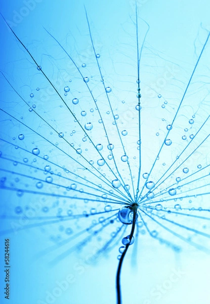 Fototapeta seeds with drops