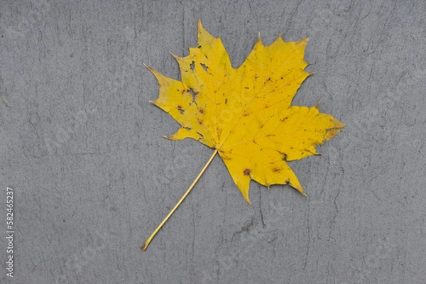 Obraz sycamore leaf on slate from above