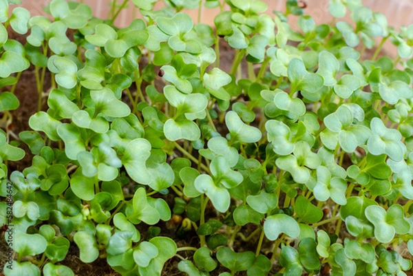 Fototapeta microgreens in transparent trays, young sprouts of different plants: mustard, radishes, dill, diet and healthy eating
