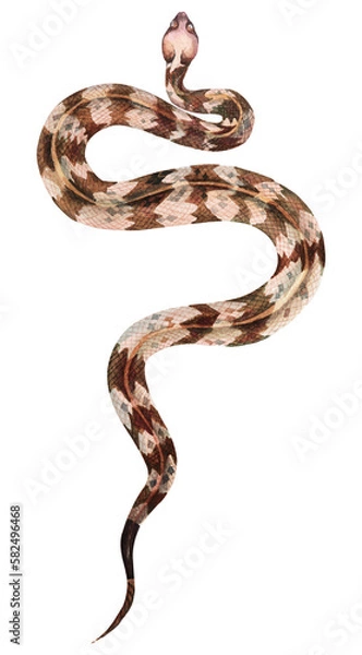 Obraz Rattlesnake with watercolor.Snake illustration painted with watercolors.Poisonous and dangerous reptiles.