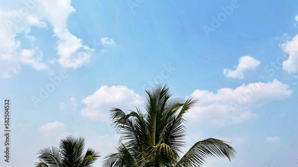 Obraz Coconut tree under blue sky