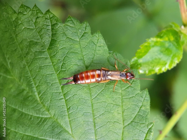 Obraz earwig on a leaf