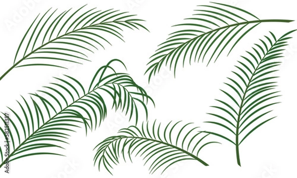 Fototapeta date coconut palm leaves