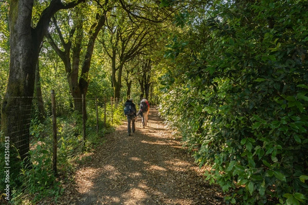 Fototapeta Pilgrims walking on the path trough hills and green at Cerbaie aree of Fucecchio alongo Francigena road - Firenze province, Tuscany region, italy