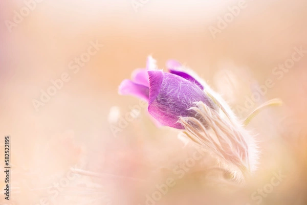 Fototapeta Anémone pulsatille 