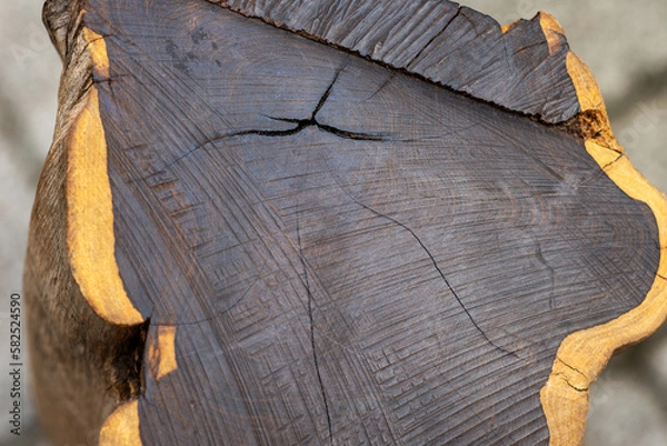 Fototapeta Black Ebony tree cross section. One of the hardest wood in the world