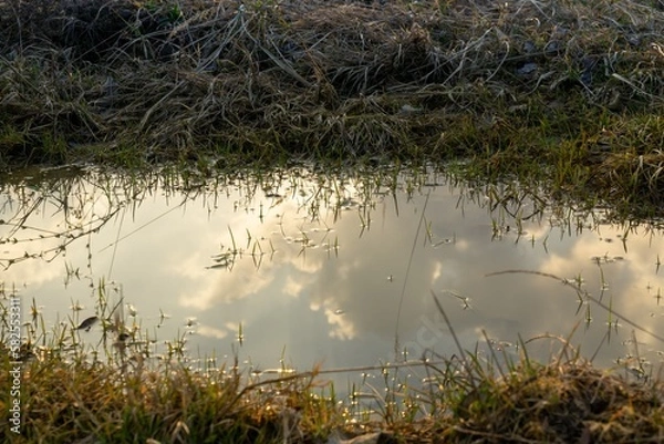 Fototapeta Tree mirrored in the puddle mirror ont he meadow in nature. Slovakia