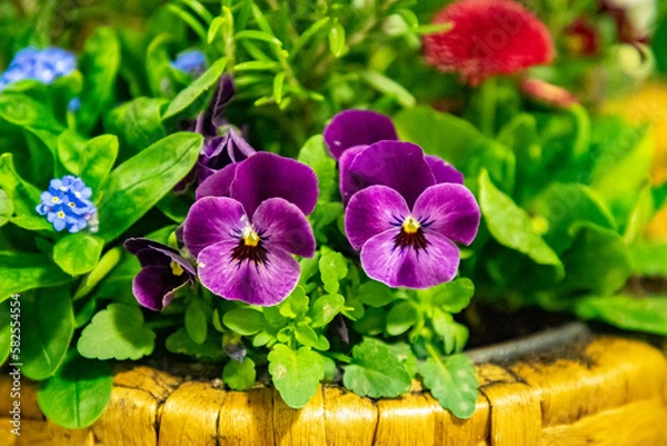 Fototapeta Stiefmütterchen