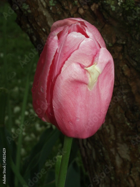 Obraz Pink tulip
