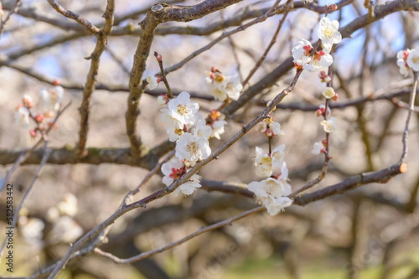 Obraz Flowering Plum Trees