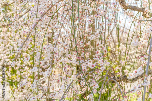 Obraz Flowering Plum Trees