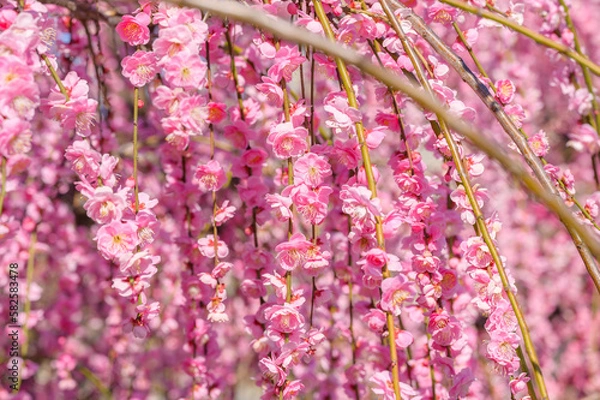 Obraz Flowering Plum Trees