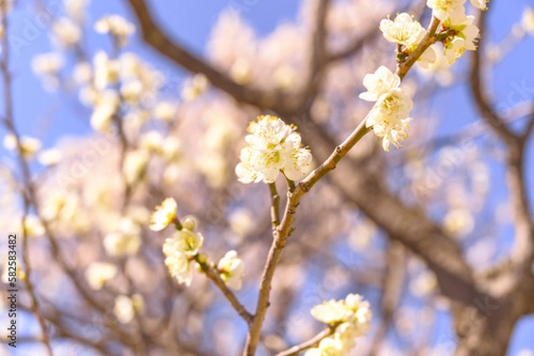 Obraz Flowering Plum Trees