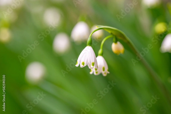 Obraz Summer Snowflake Flowers