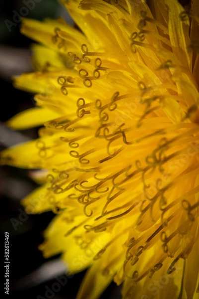 Obraz Dandelion close up