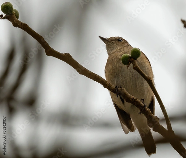 Obraz bird on a branch