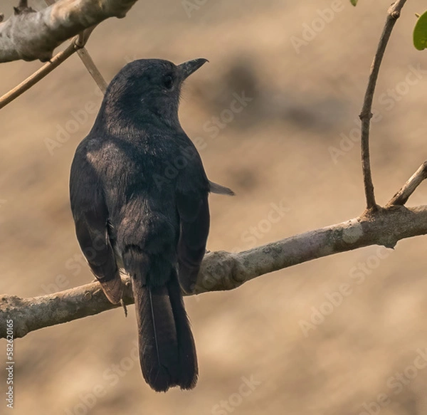 Obraz blackbird on a branch