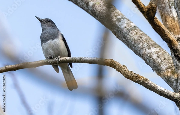 Obraz bird on a branch