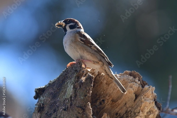 Fototapeta スズメの巣作り