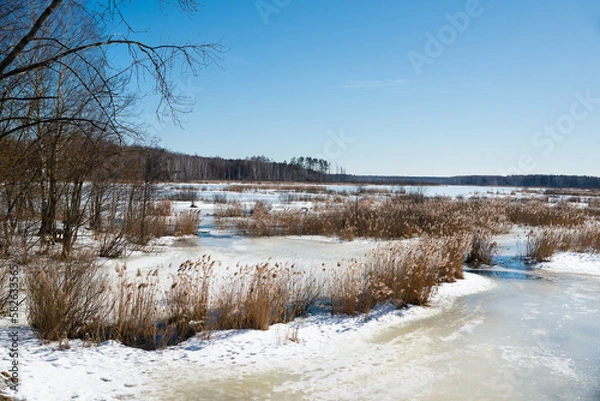 Obraz Spring. Beautiful swamp