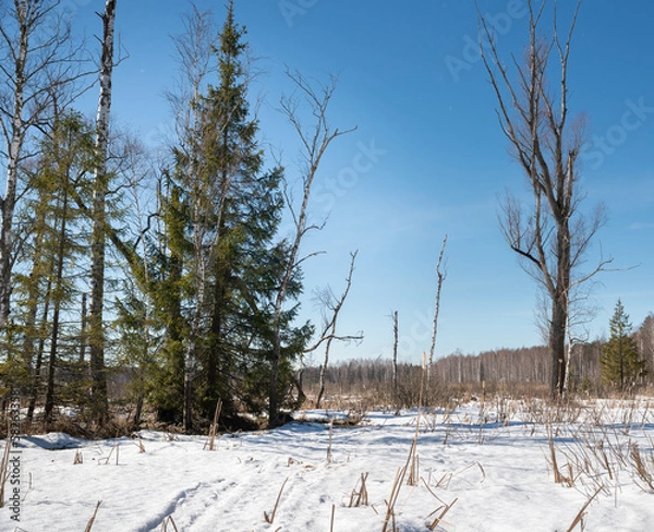 Obraz swamp in spring