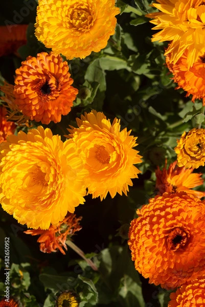 Obraz 春のガーベラ