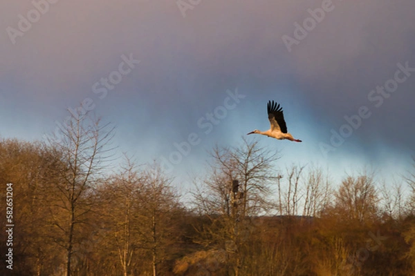 Obraz Storch im Flug