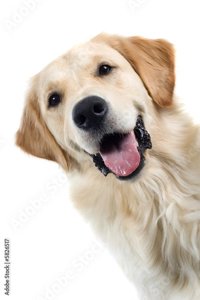 Obraz Golden Retriever Portrait Dog izolowany na białym tle