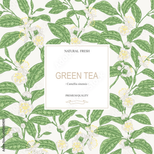 Obraz Tea background. Hand drawn Camellia sinensis plant. Green tea branches with leaves and flowers. Vector illustration.