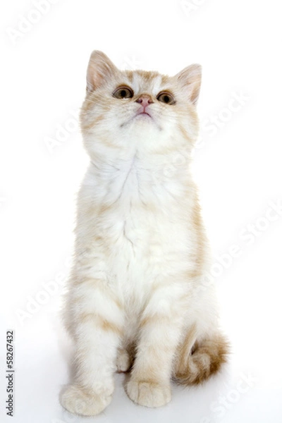 Fototapeta Chaton roux