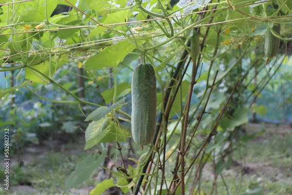 Fototapeta A cucumber garden is a plot of land specifically designated for growing cucumbers.It is a popular vegetable and are often grown in home gardens due to their ease of cultivation and delicious taste.